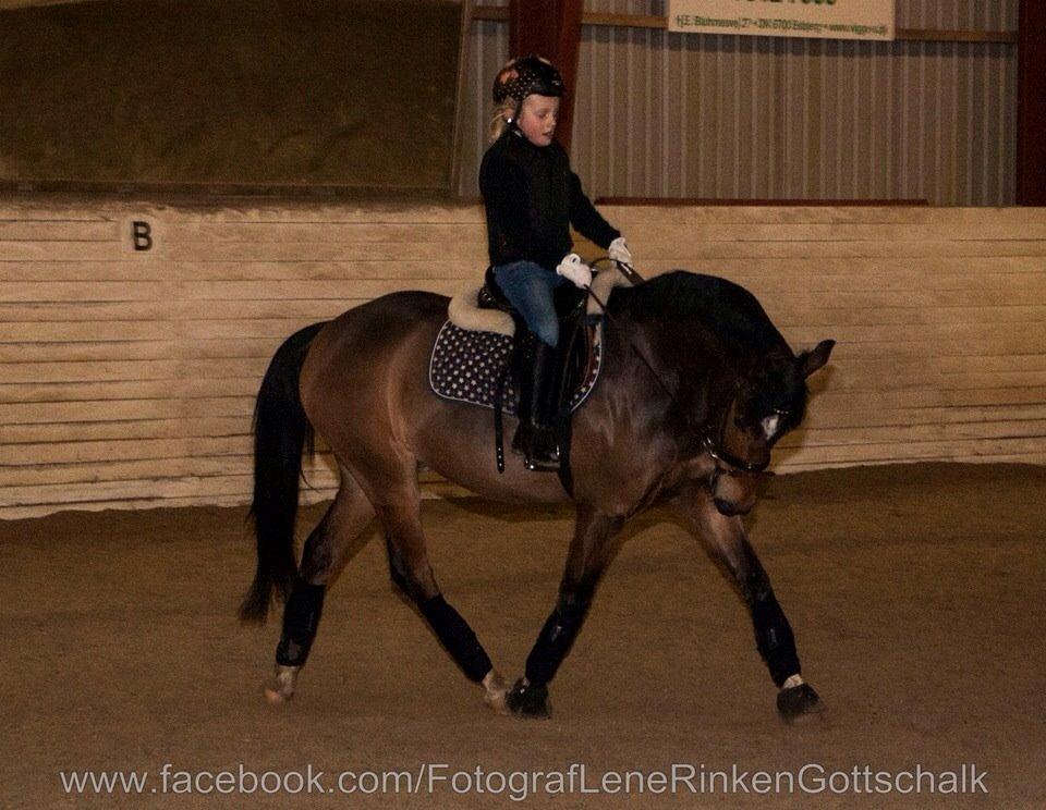 New Forest Stemar´s Blue Eye billede 4