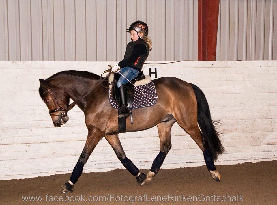 New Forest Stemar´s Blue Eye billede 6