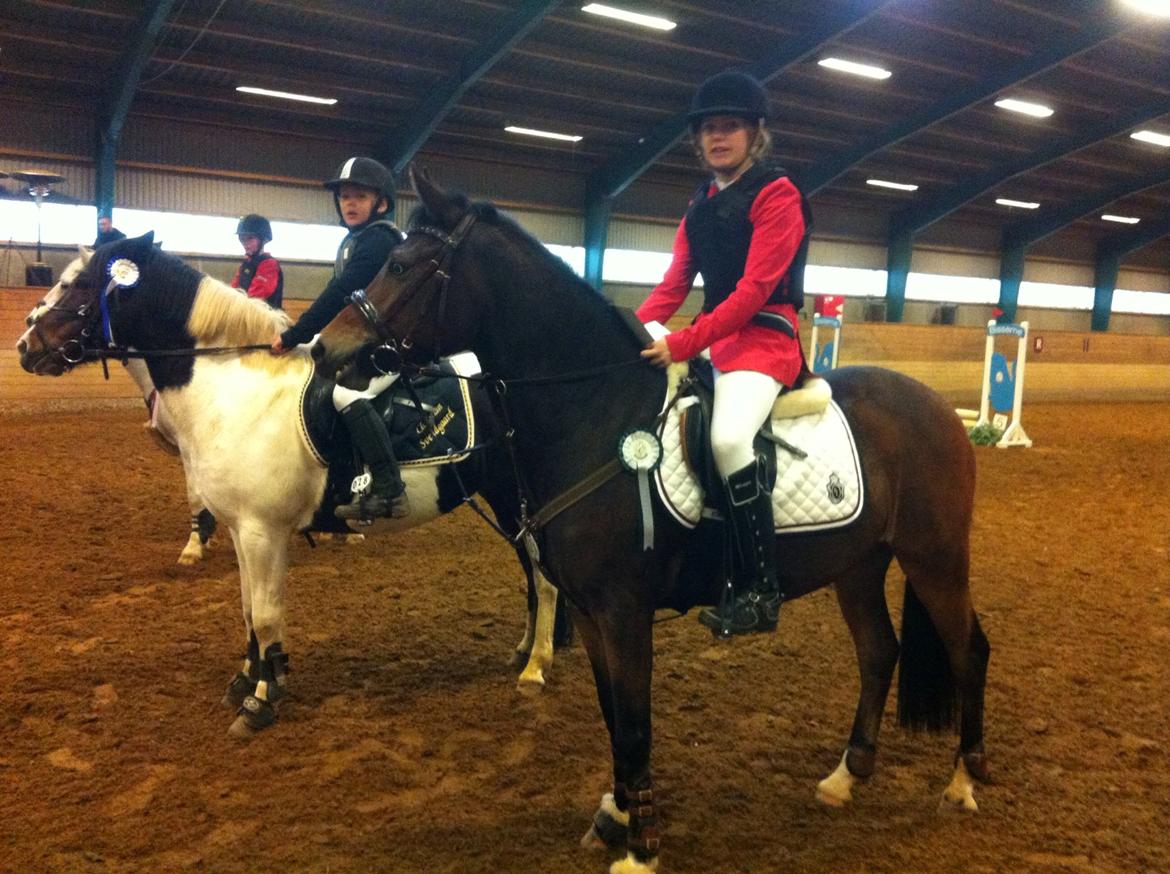 New Forest Stemar´s Blue Eye billede 8