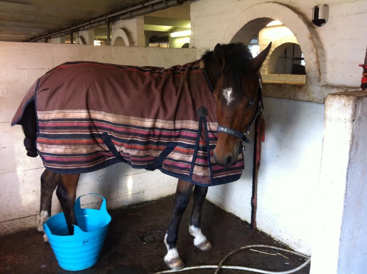 New Forest Stemar´s Blue Eye billede 9