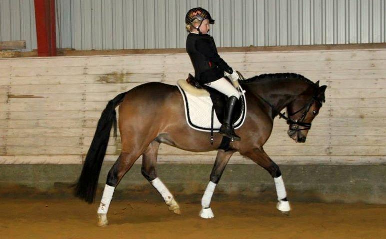 New Forest Stemar´s Blue Eye billede 2