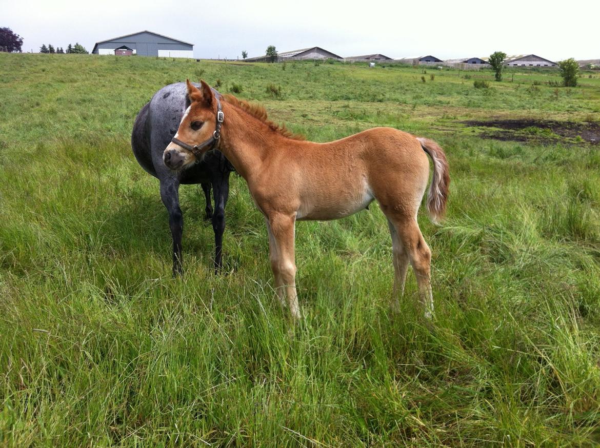 DSP Elmegaardens Lady Marion (Lotte) - Lady Marion med sit afkom Elmegaardens Scarlett (ca.6 mdr. gammel) billede 13