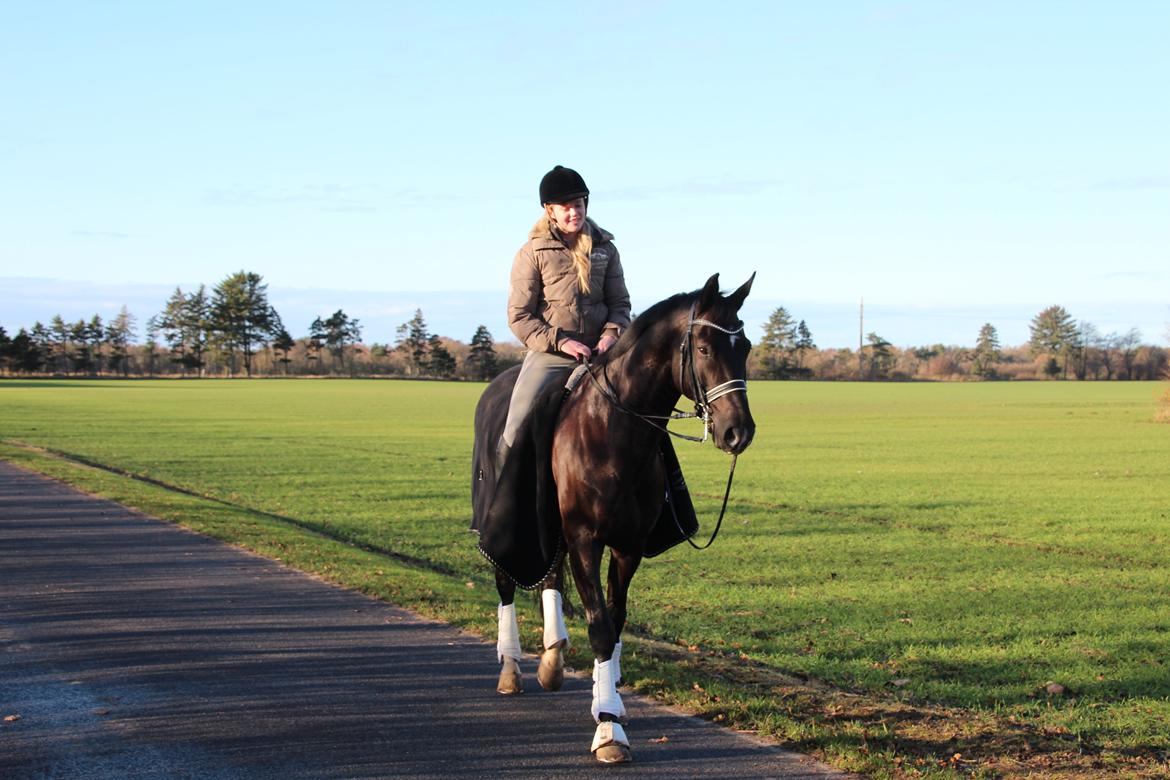 Dansk Varmblod Dusty Søndertoft - December 2013 | Da jeg var oppe og kigge på ham.  billede 3