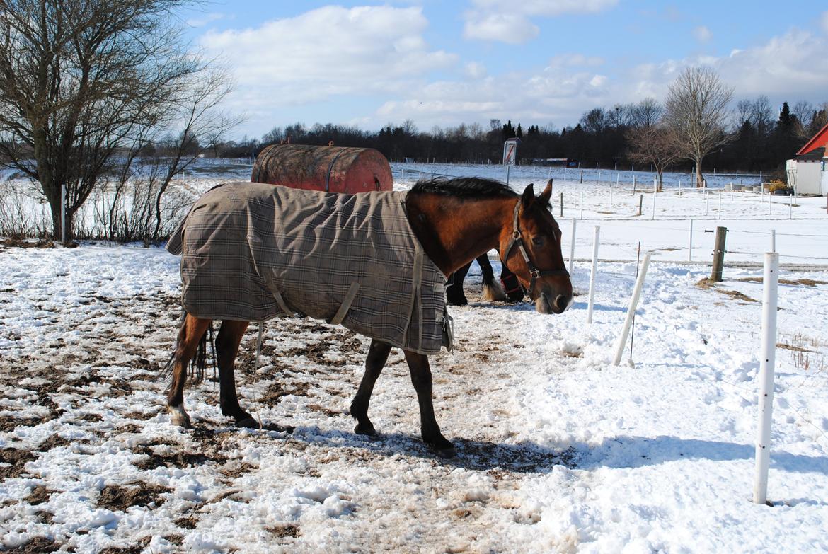 Traver Lynet Lendalund <3 - vinterbillede 2012 <3 billede 11