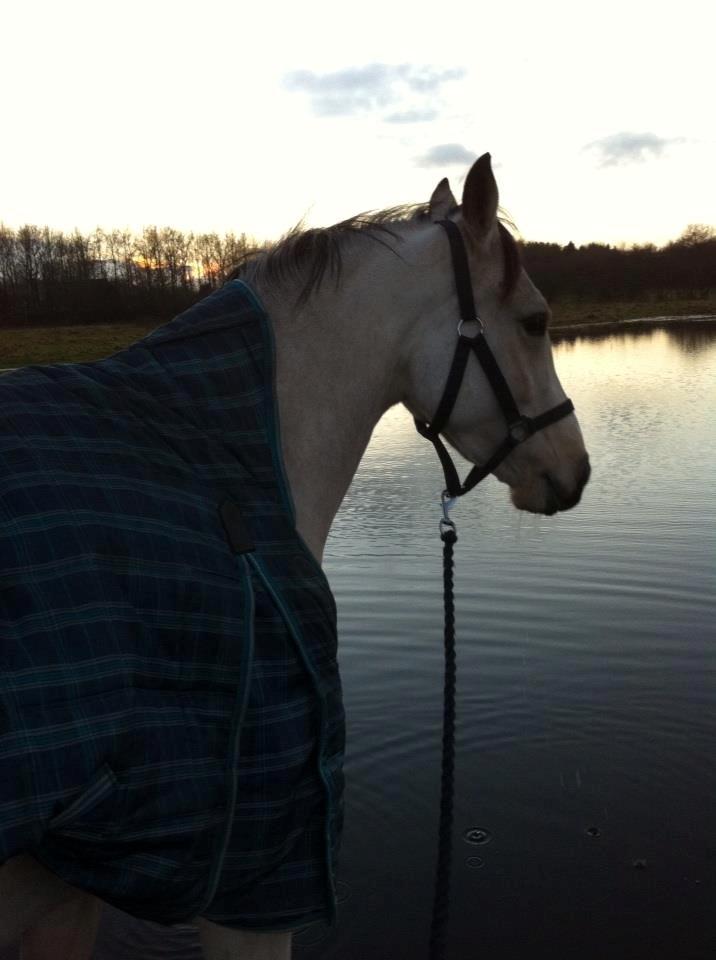 DSP Miss Midina Højgård - Så smuk jeg er! Foto: Kira Rudolph 05/01-14 billede 6