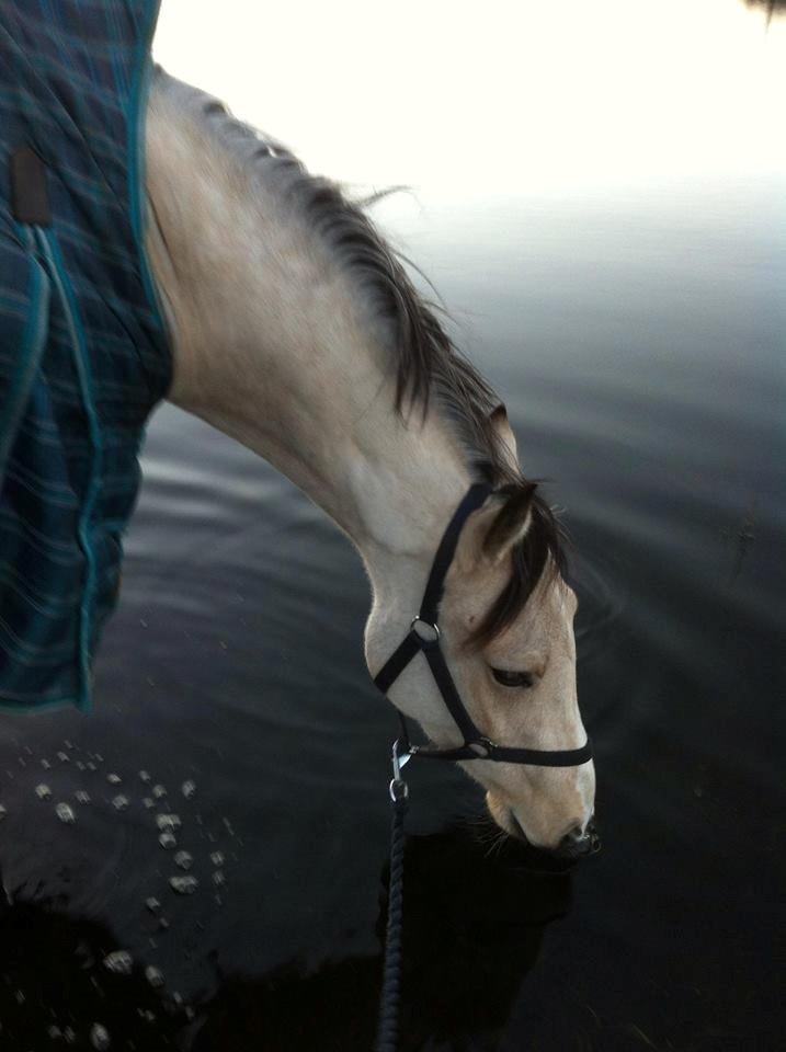 DSP Miss Midina Højgård - Ude at få dyppet fødderne :) Foto: Kira Rudolph 05/01-14 billede 11