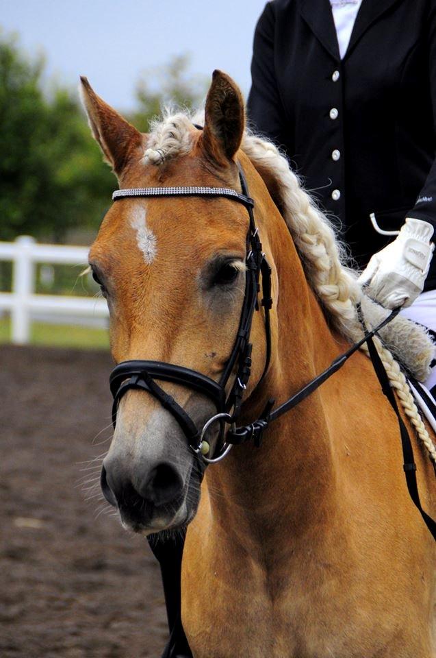 Haflinger Nantino Hestvang billede 15