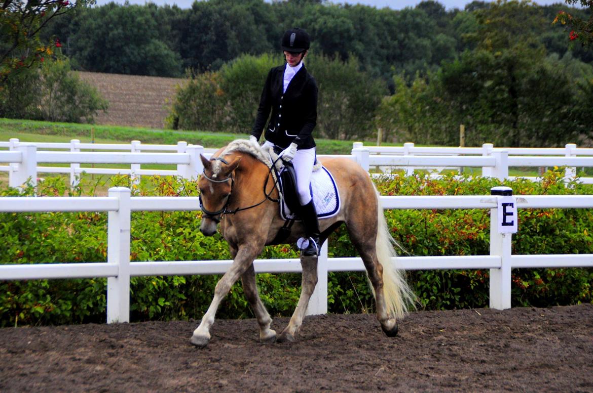 Haflinger Nantino Hestvang billede 17