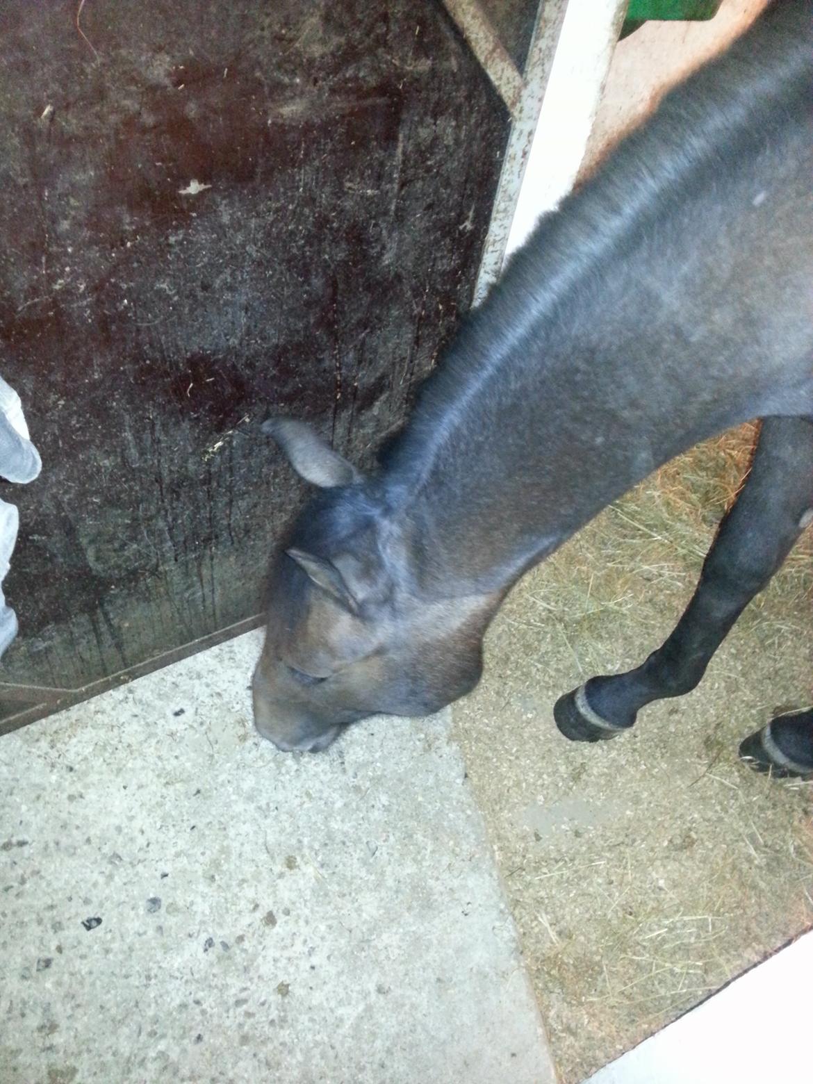 Sportsaraber (A) BS Schanitta billede 12