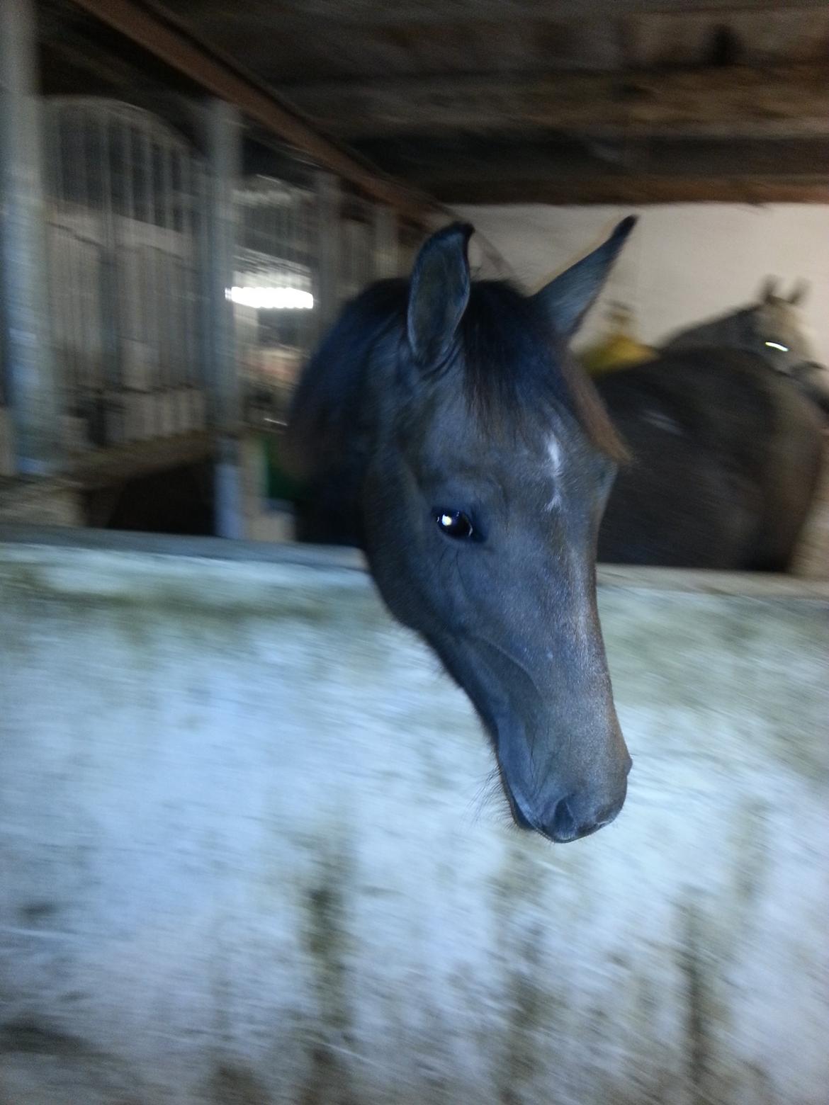 Sportsaraber (A) BS Schanitta billede 13