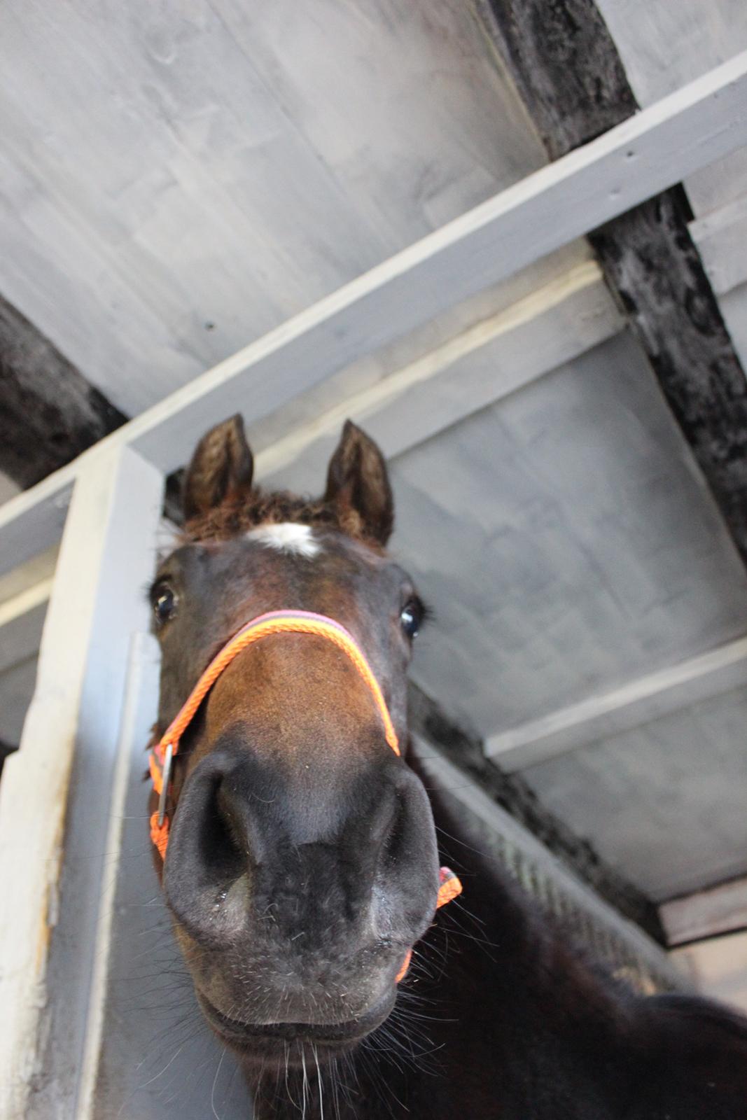 Dansk Varmblod Dyvellyst Ca'ida billede 17