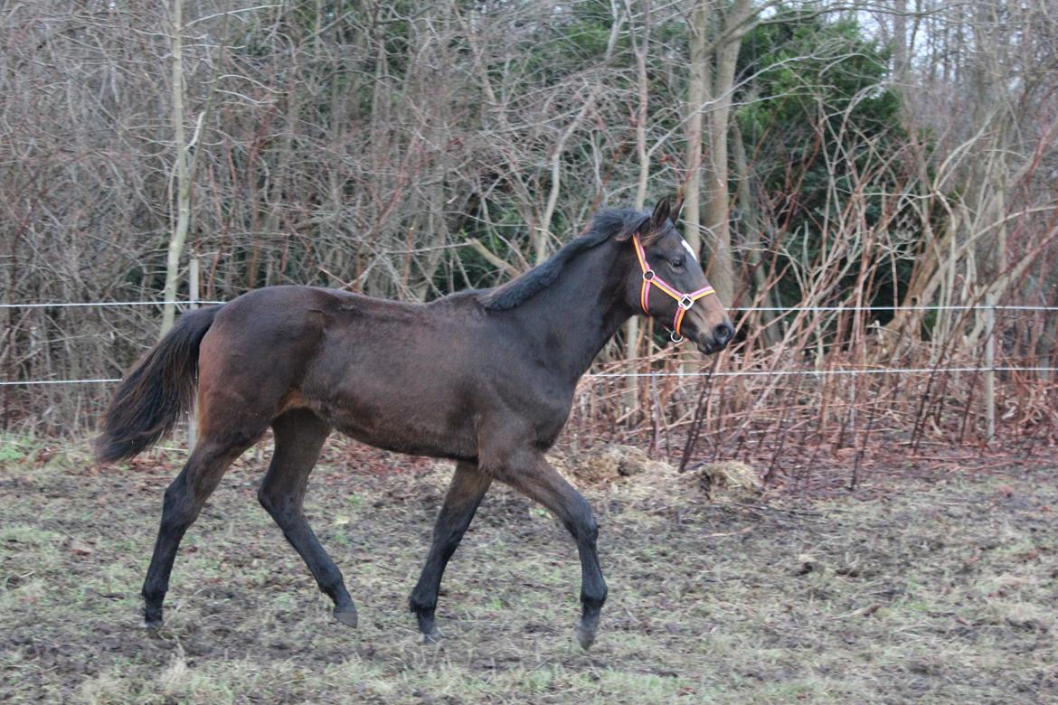 Dansk Varmblod Dyvellyst Ca'ida - Ca. 11 mdr billede 20