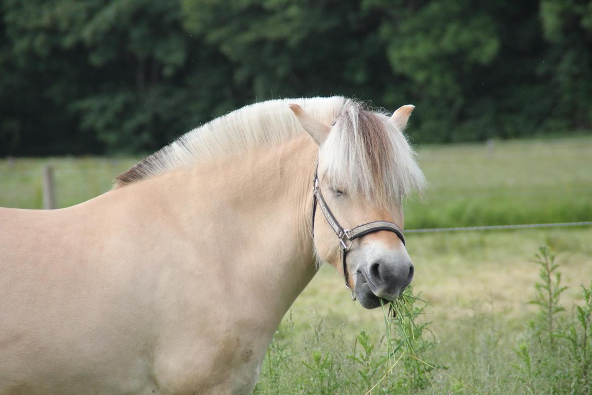 Fjordhest Myklena - Sommer 2013 billede 18