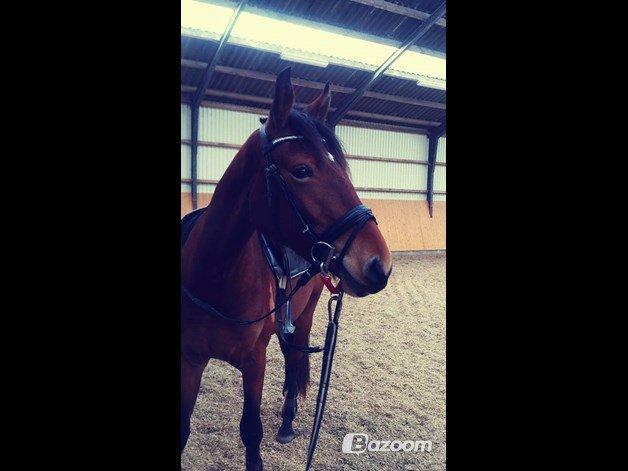 Frederiksborg Nytoftgaards Anastacia (Baby) billede 19