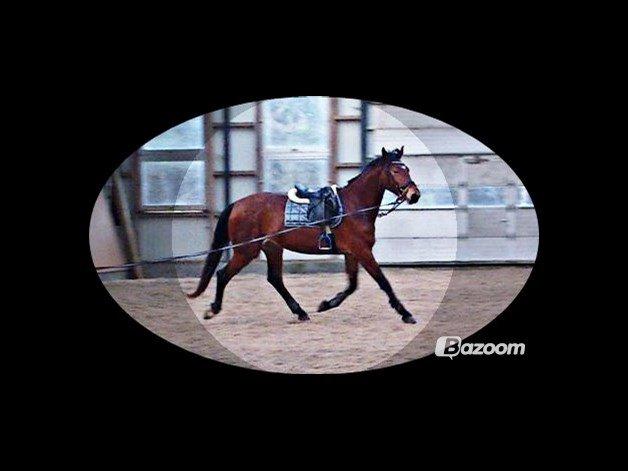 Frederiksborg Nytoftgaards Anastacia (Baby) - baby 2 år og 9 måneder gammel billede 20