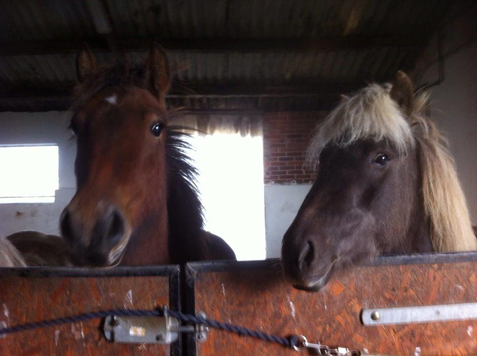 Islænder Stormur fra Birkemosegård - Stormur og hans kæreste ;) billede 17