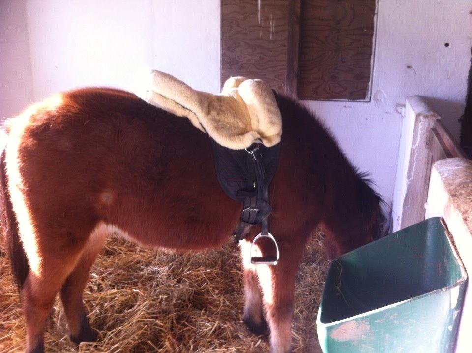 Islænder Stormur fra Birkemosegård - Første gang med lammeskinds sadel på, han vippede ikke med et øre ;)  billede 18
