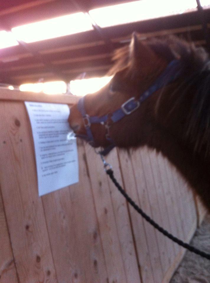 Islænder Stormur fra Birkemosegård - Stormur læser reglerne i ridehallen;) billede 19