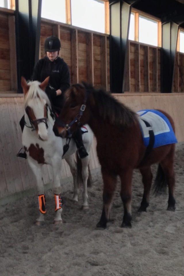 Islænder Stormur fra Birkemosegård - Stormur som håndhest ;)  billede 20