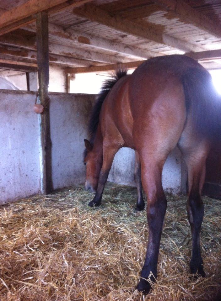 Islænder Stormur fra Birkemosegård - På boks ved mig for første gang. Han tog det så pænt! ;) Så længe der er mad ;) billede 22