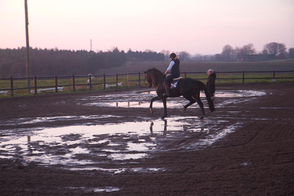 Dansk Varmblod Di Gio billede 9