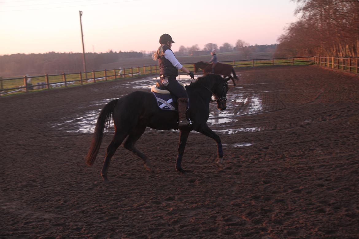 Dansk Varmblod Di Gio billede 10