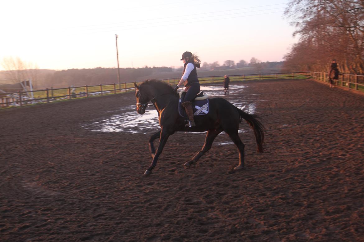 Dansk Varmblod Di Gio billede 11