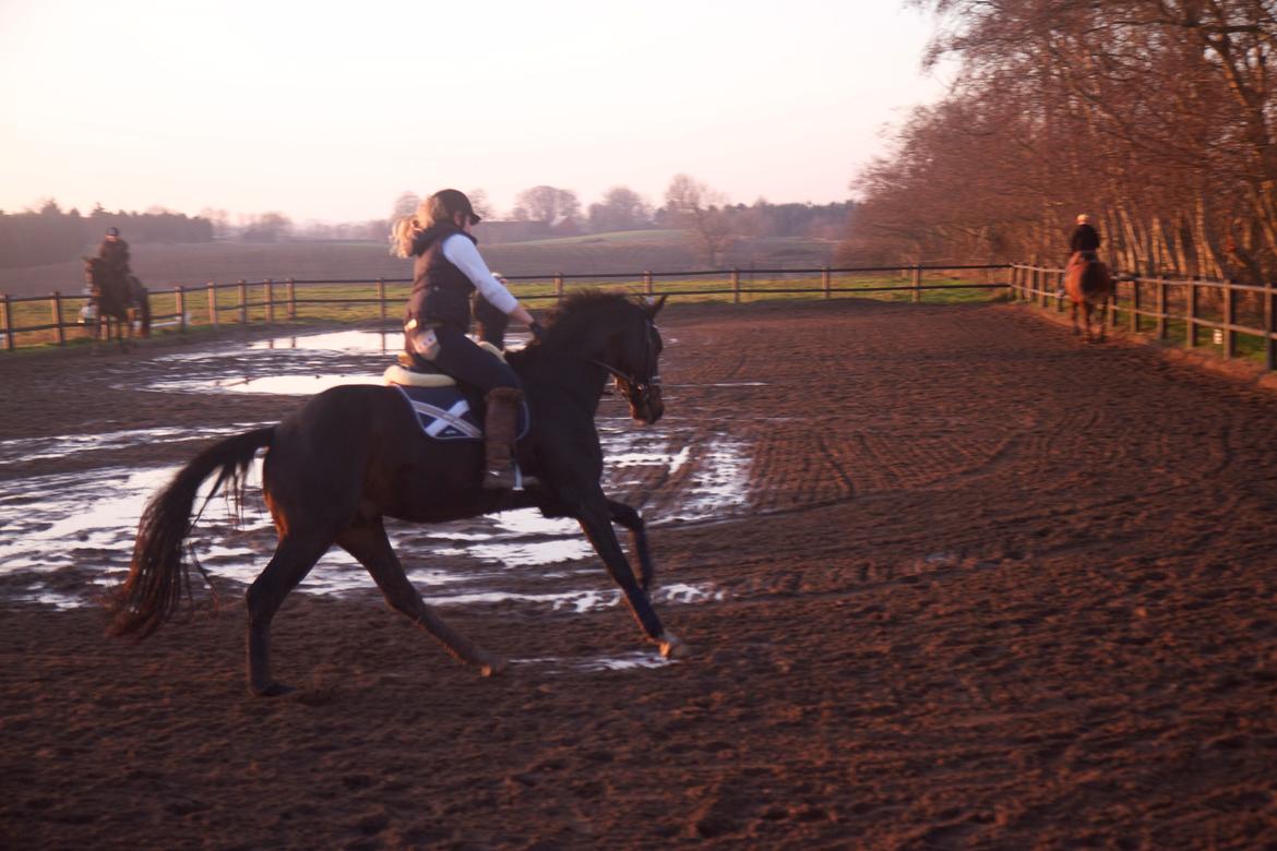 Dansk Varmblod Di Gio billede 12