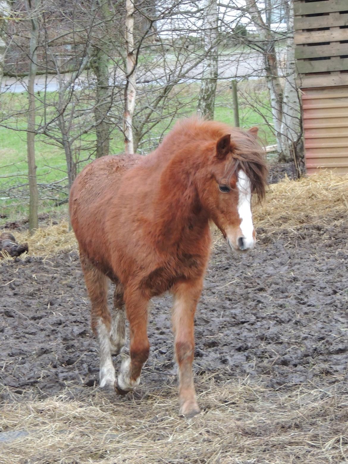 Welsh Pony (sec B) Stenhedegårds Joker billede 3