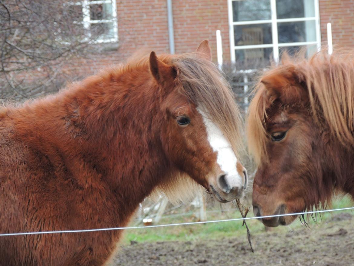 Welsh Pony (sec B) Stenhedegårds Joker billede 4