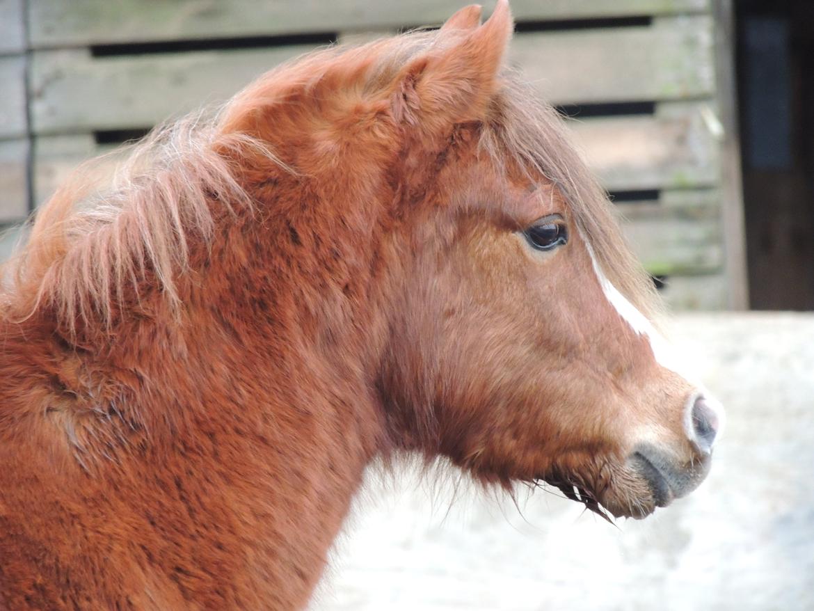 Welsh Pony (sec B) Stenhedegårds Joker billede 6