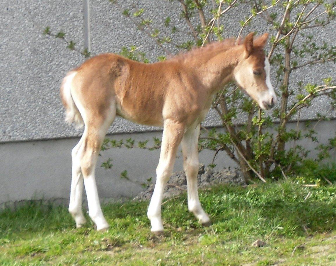 Welsh Pony (sec B) Stenhedegårds Joker billede 7