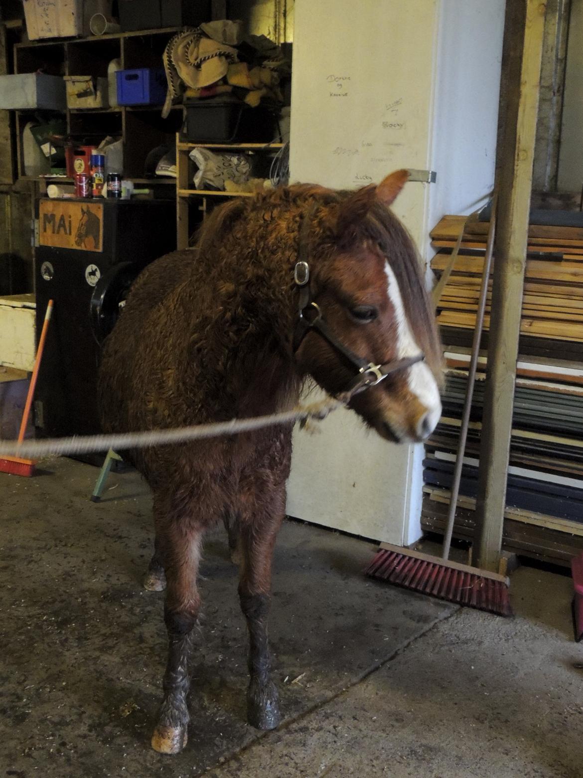 Welsh Pony (sec B) Stenhedegårds Joker billede 9