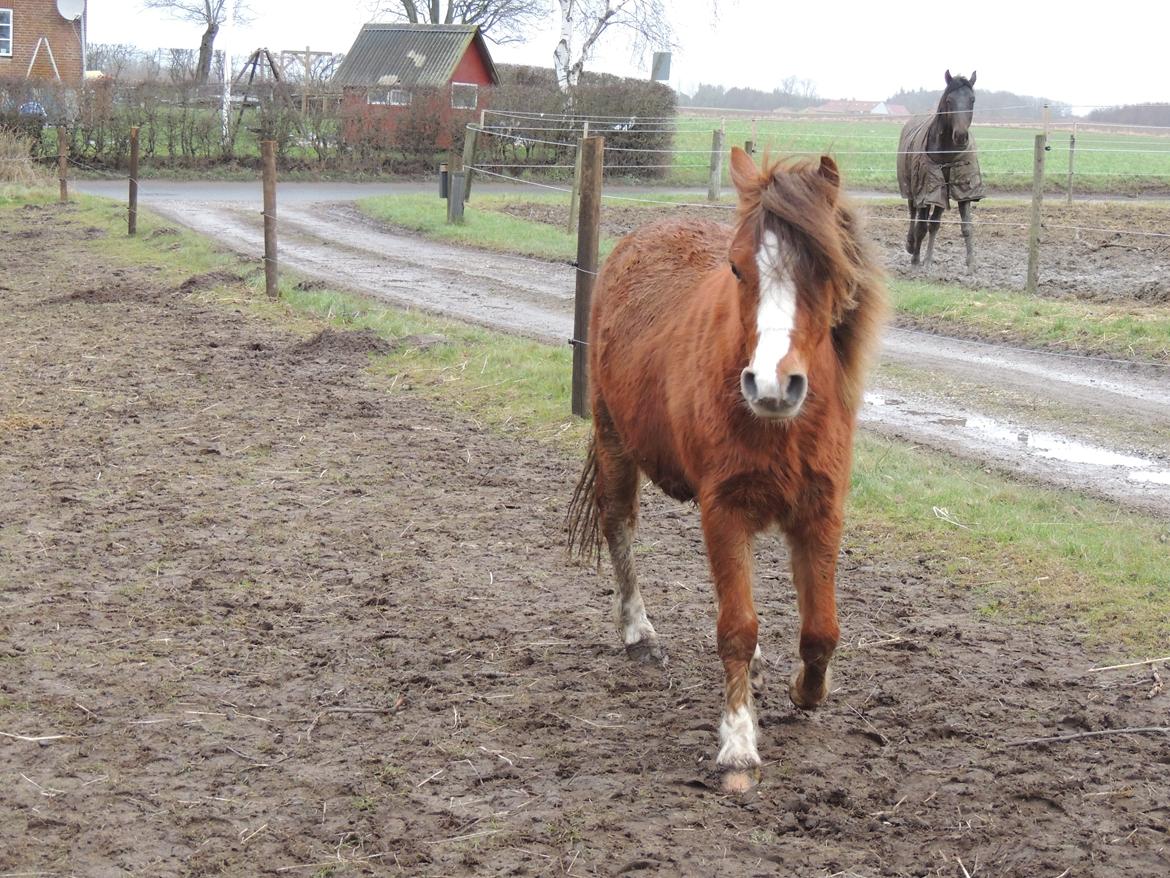 Welsh Pony (sec B) Stenhedegårds Joker billede 11