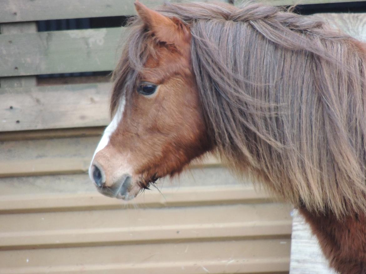 Welsh Pony (sec B) Stenhedegårds Joker billede 13