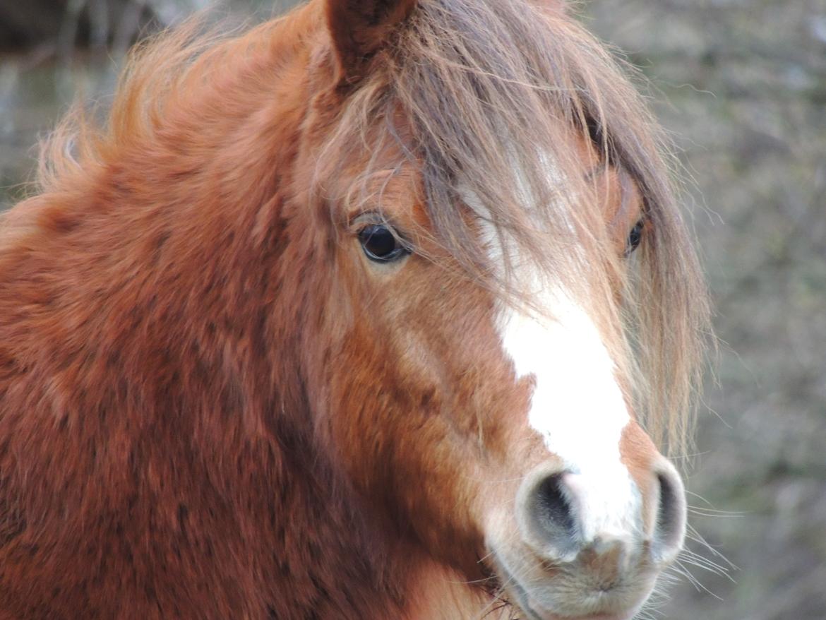 Welsh Pony (sec B) Stenhedegårds Joker billede 15