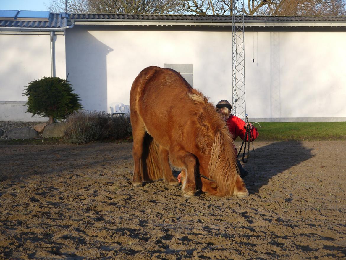 Islænder Jódís fra Freistinggård - Gymnasten. :)  Foto: Stine billede 18