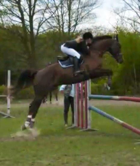 Dansk Varmblod Hyggebo's Fuego billede 16