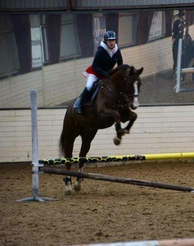 Dansk Varmblod Hyggebo's Fuego billede 17