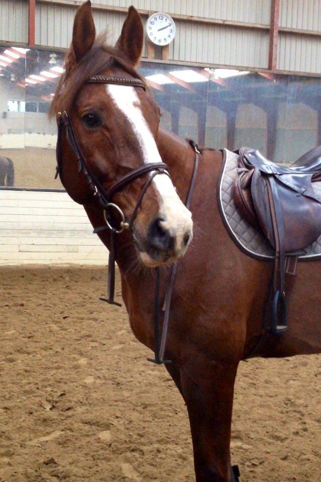 Dansk Varmblod Hyggebo's Fuego billede 18