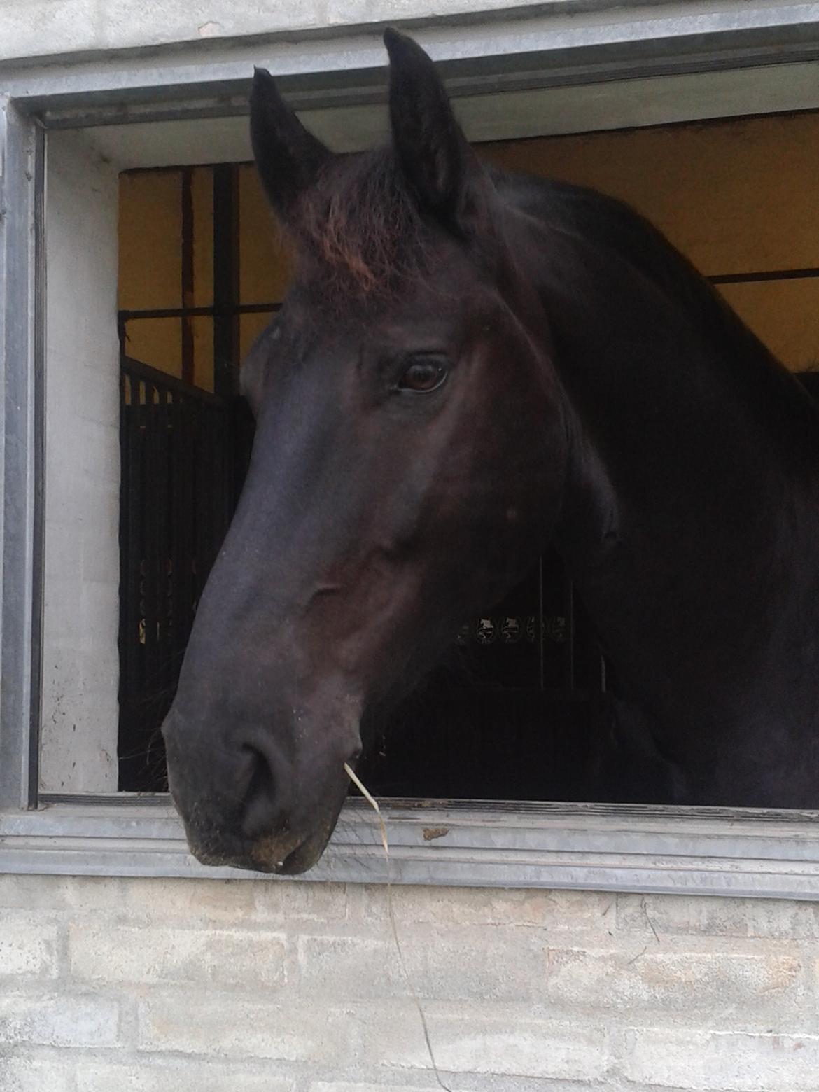 Frieser Quinzi - Min smukke Quinzi billede 21