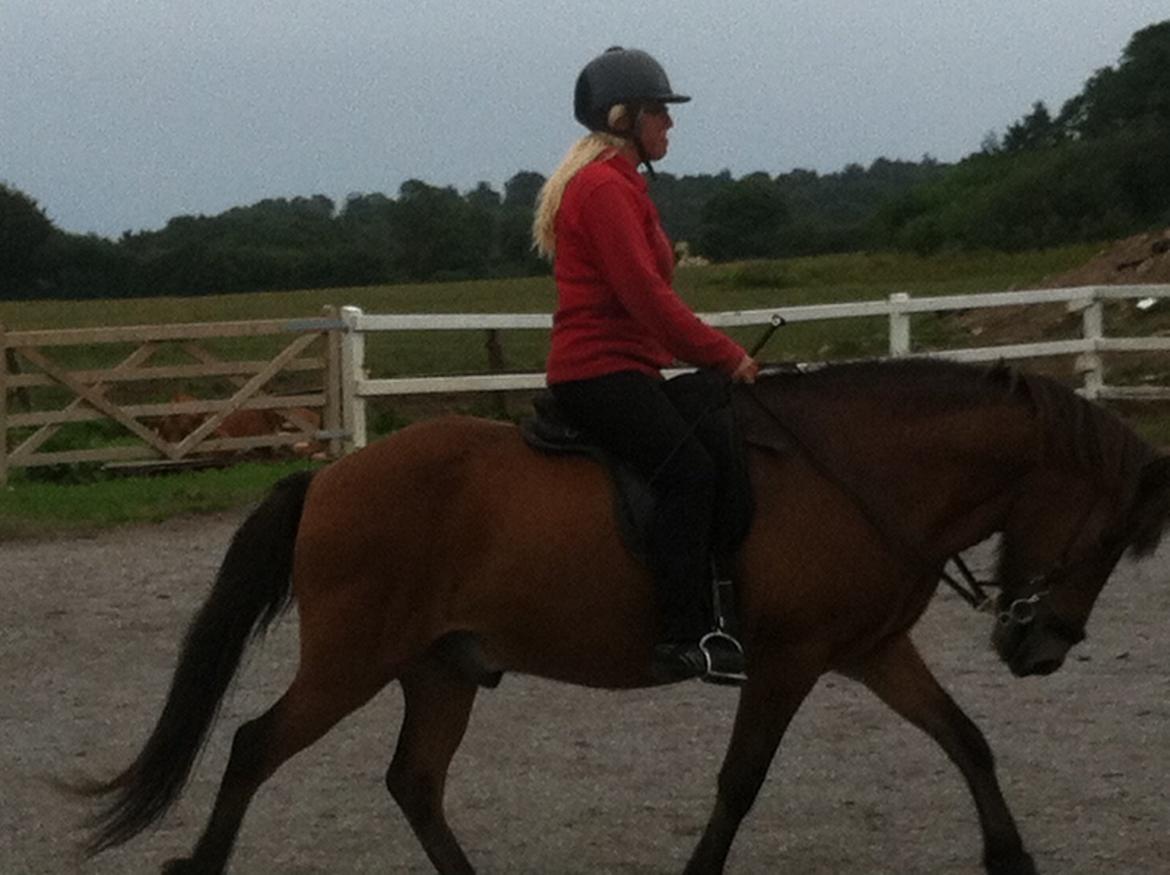 Islænder Flakkari lunakilde billede 7