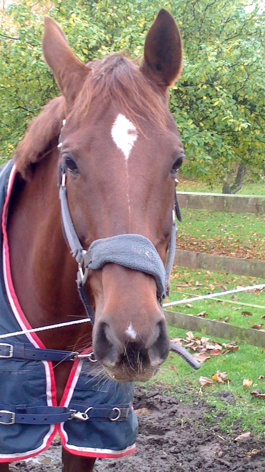 Dansk Varmblod Abelone SOLGT billede 7