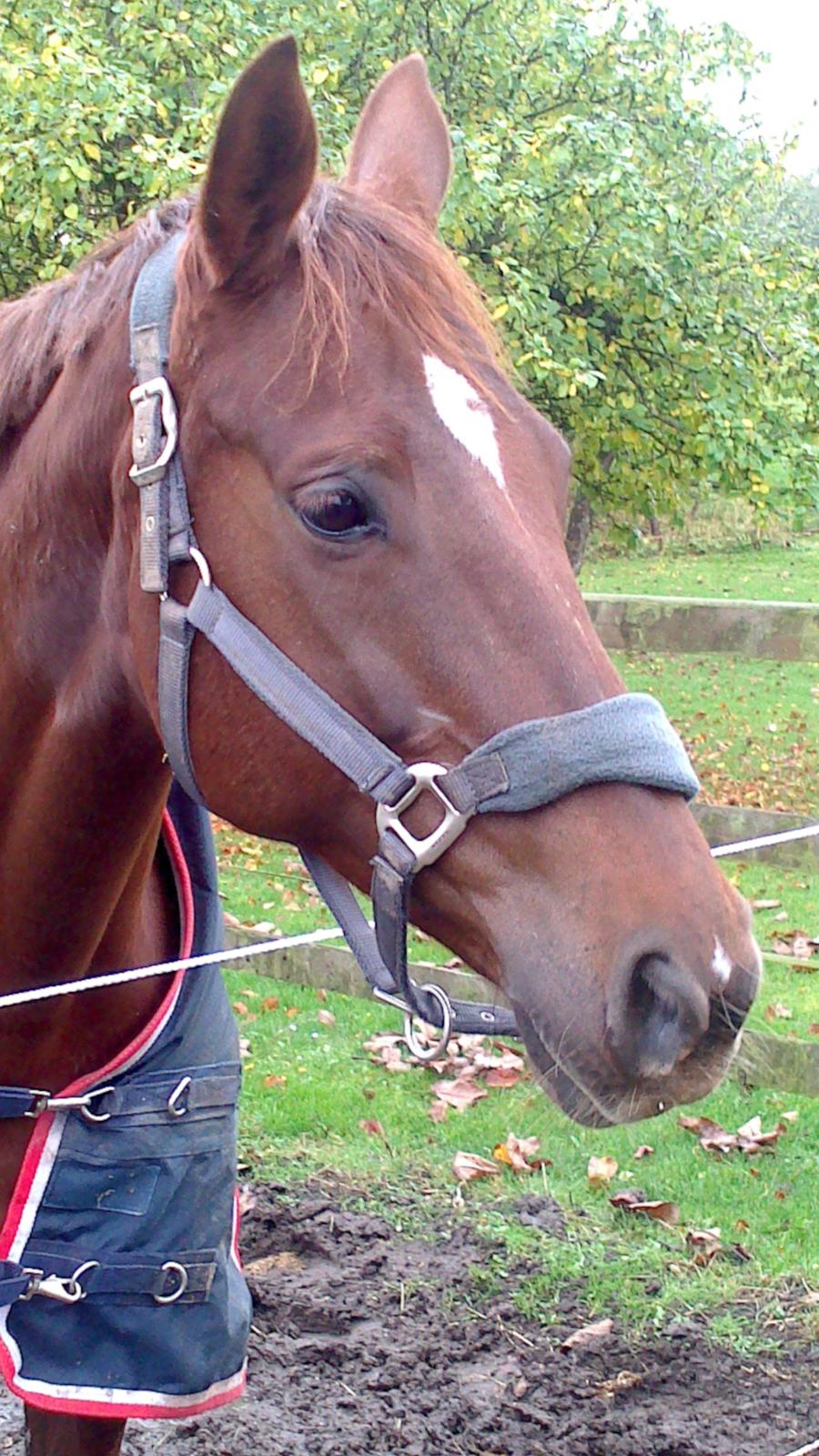 Dansk Varmblod Abelone SOLGT billede 8