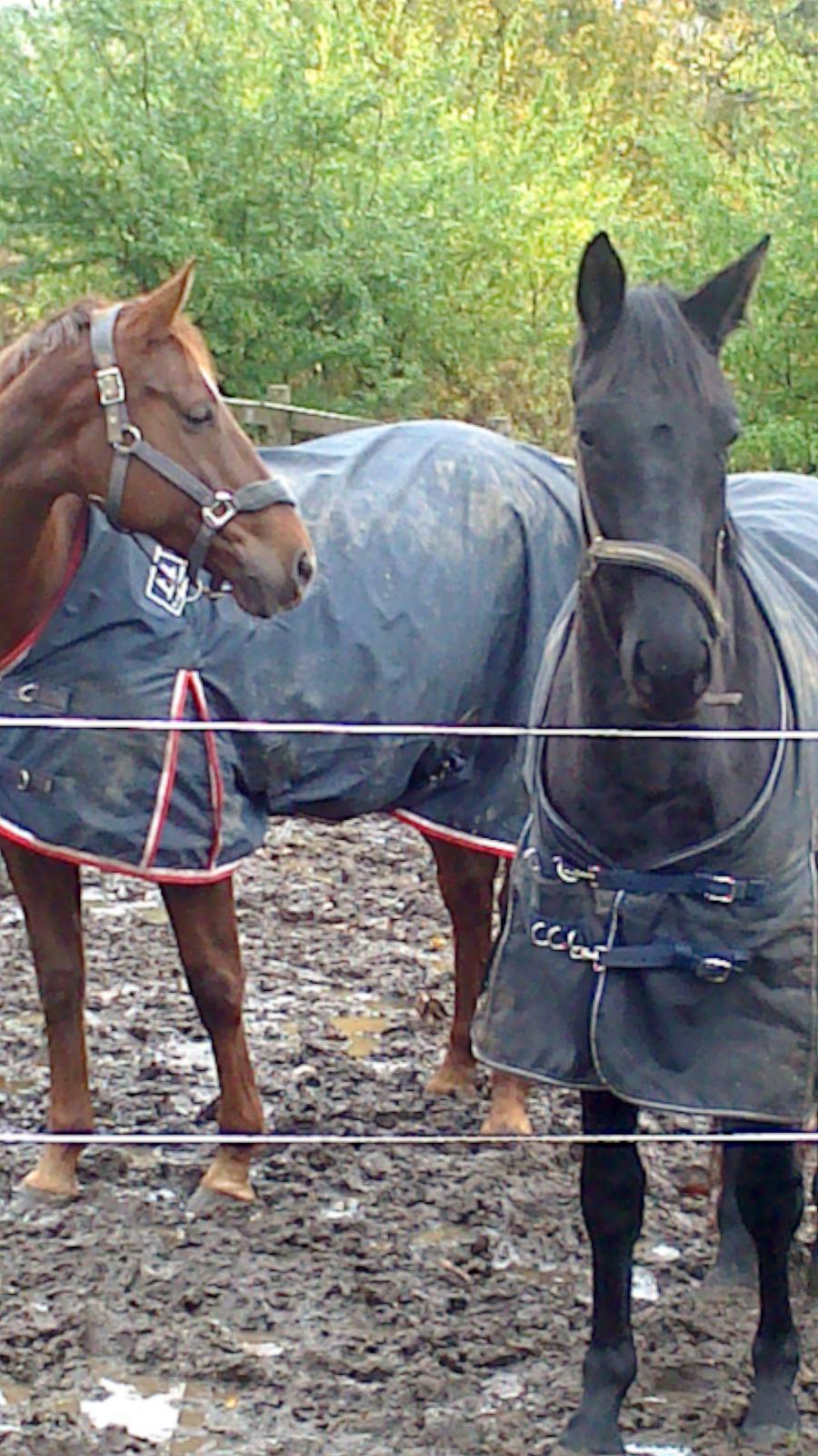 Dansk Varmblod Abelone SOLGT billede 9