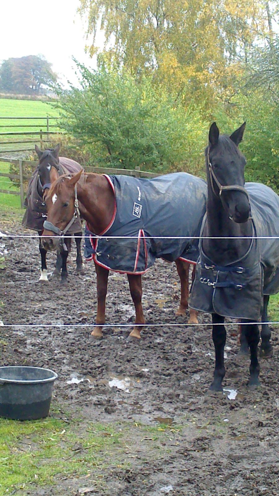 Dansk Varmblod Abelone SOLGT billede 10