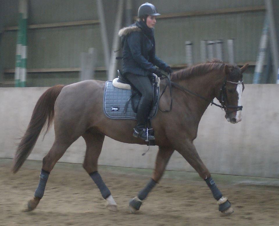 Dansk Varmblod Latino Lorenzo - Dressur December 2013 billede 19