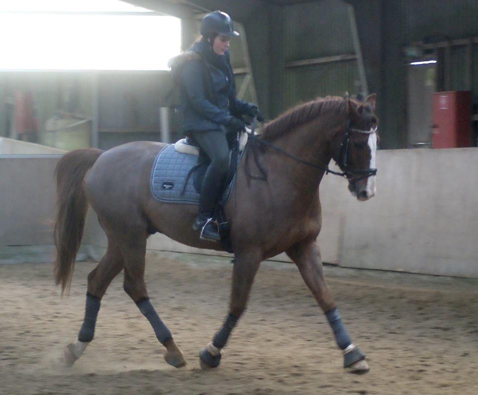 Dansk Varmblod Latino Lorenzo - Dressur, December 2013 billede 7