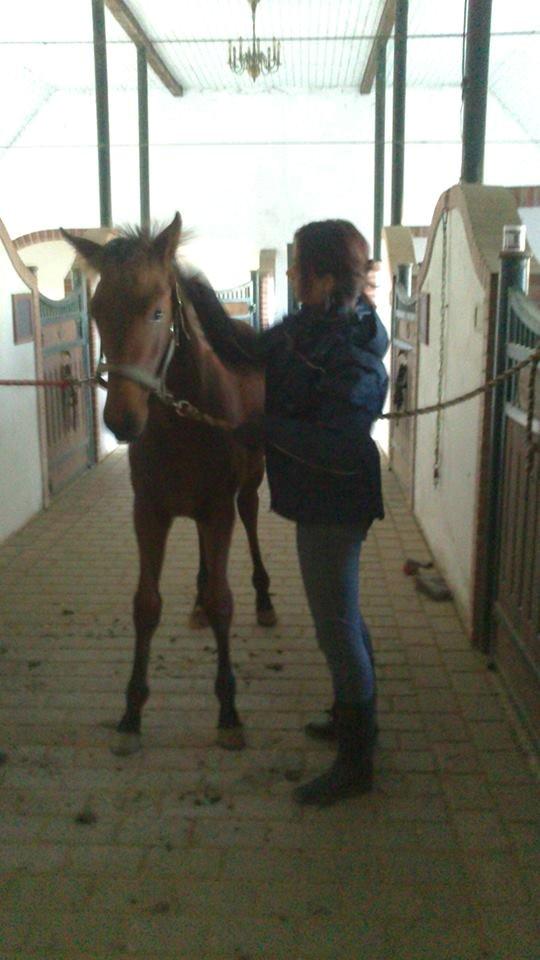 Dansk Varmblod TWINHORS DON'A BALLERINA - Første gang bundet i begge sider <3 6 mdr gammel billede 33