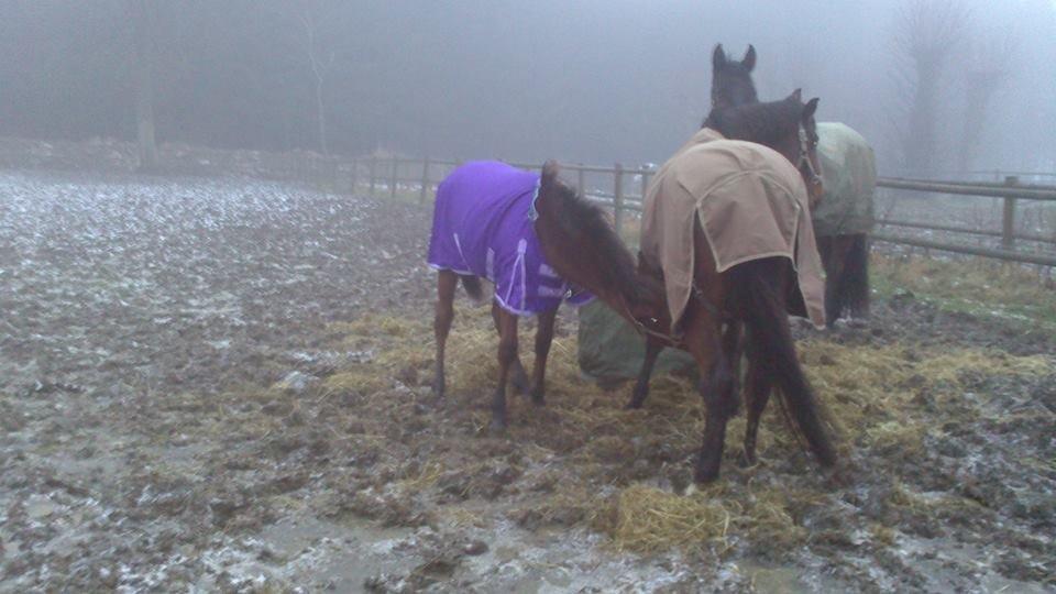 Dansk Varmblod TWINHORS DON'A BALLERINA billede 34